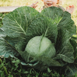 All Seasons Cabbage Seeds