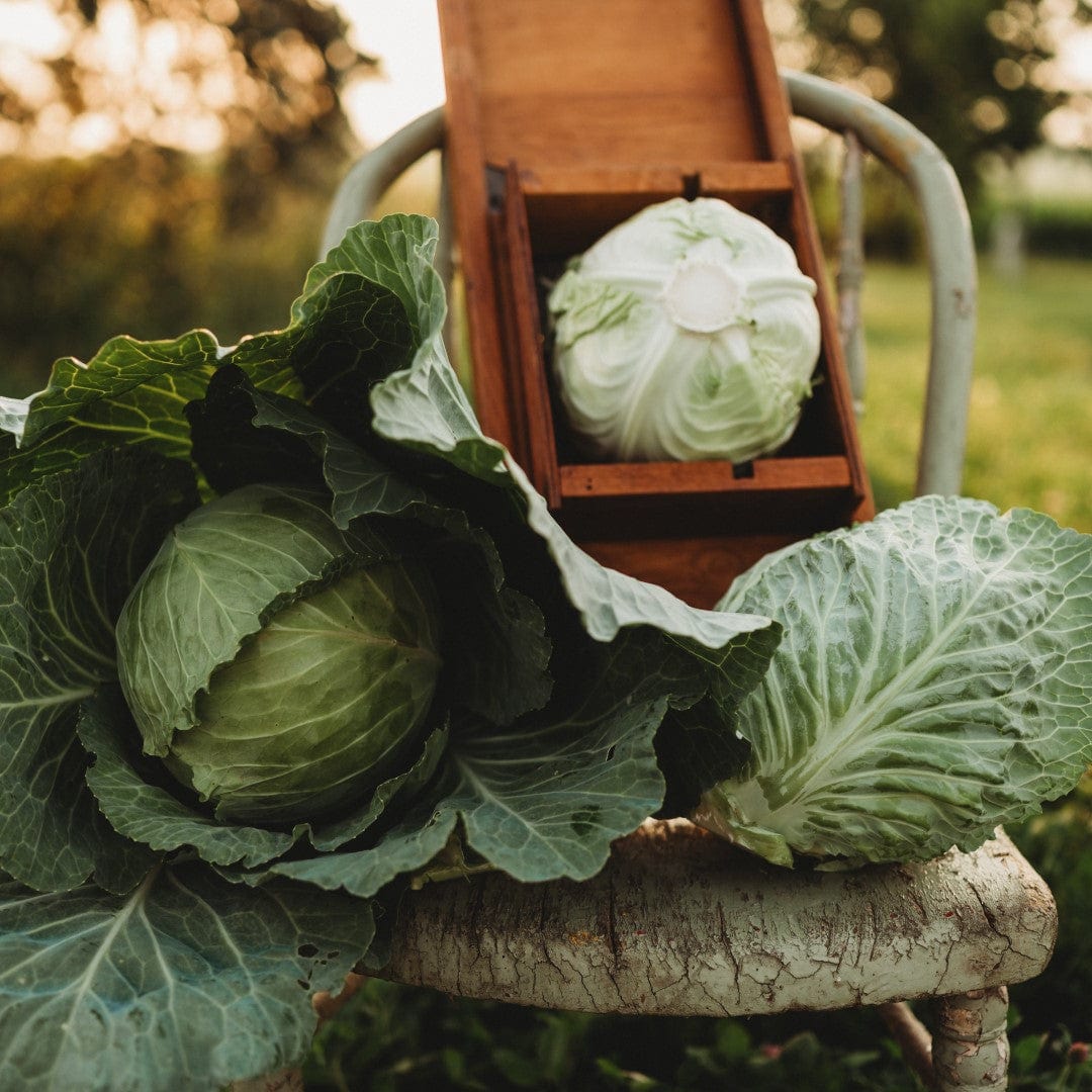 All Seasons Cabbage