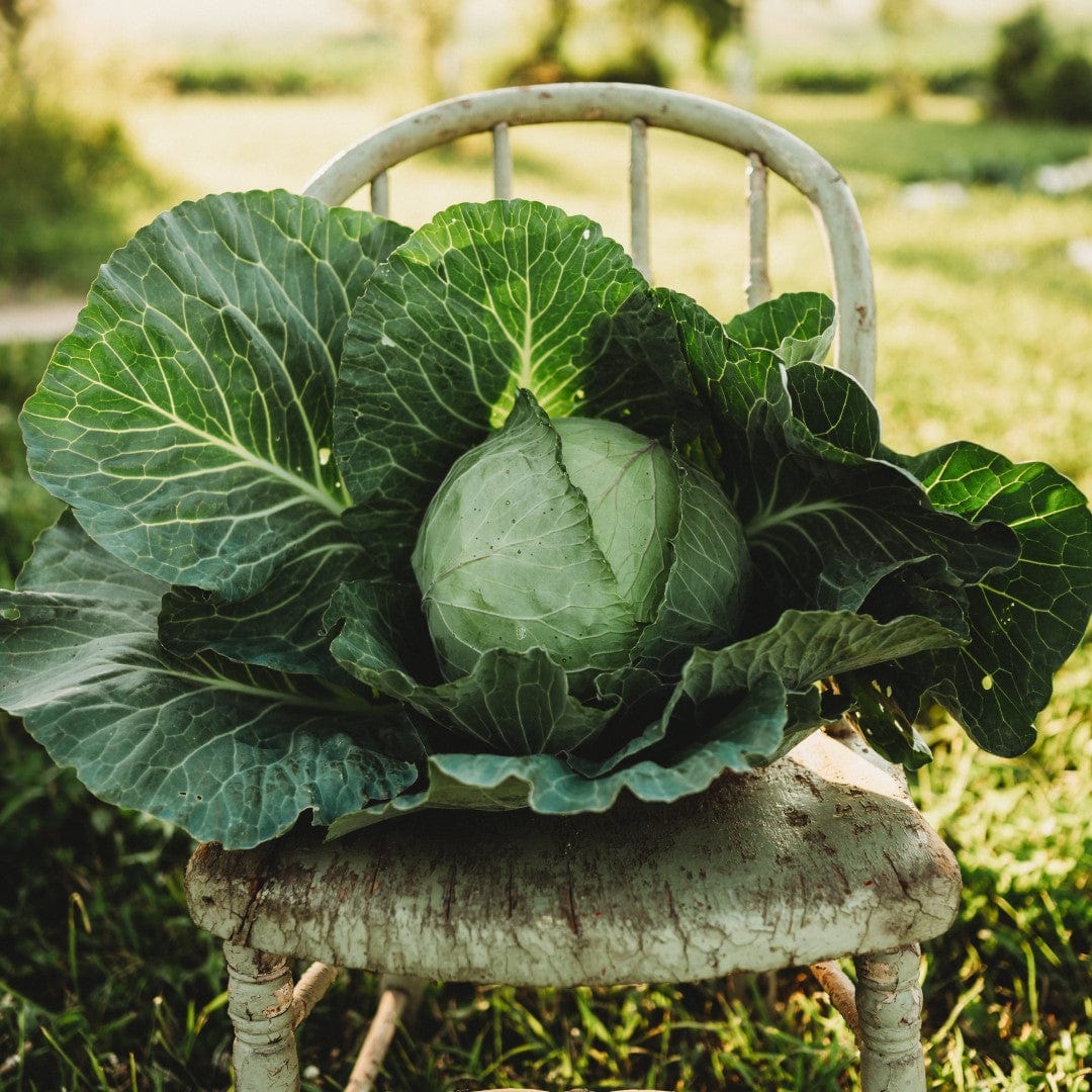 All Seasons Cabbage Seeds