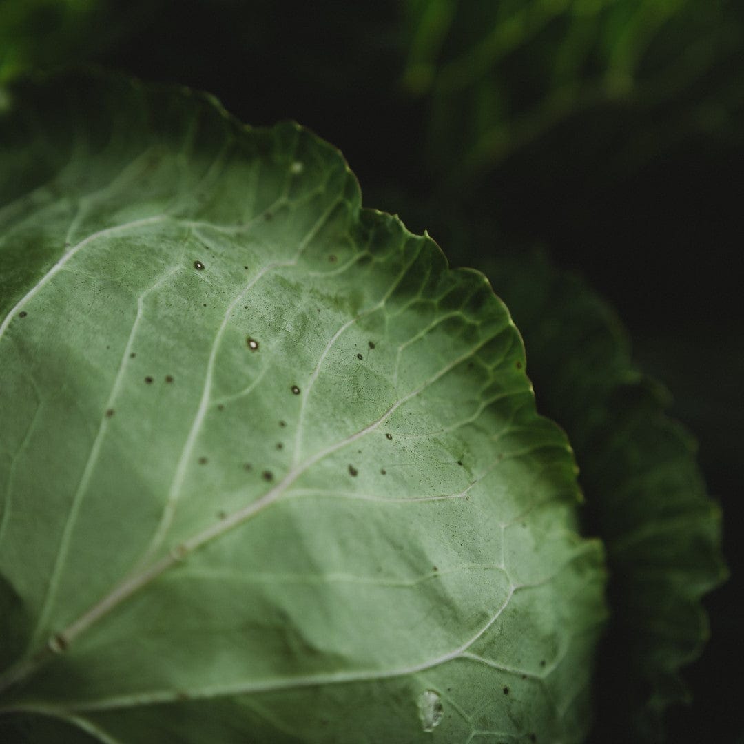 All Seasons Cabbage Seeds