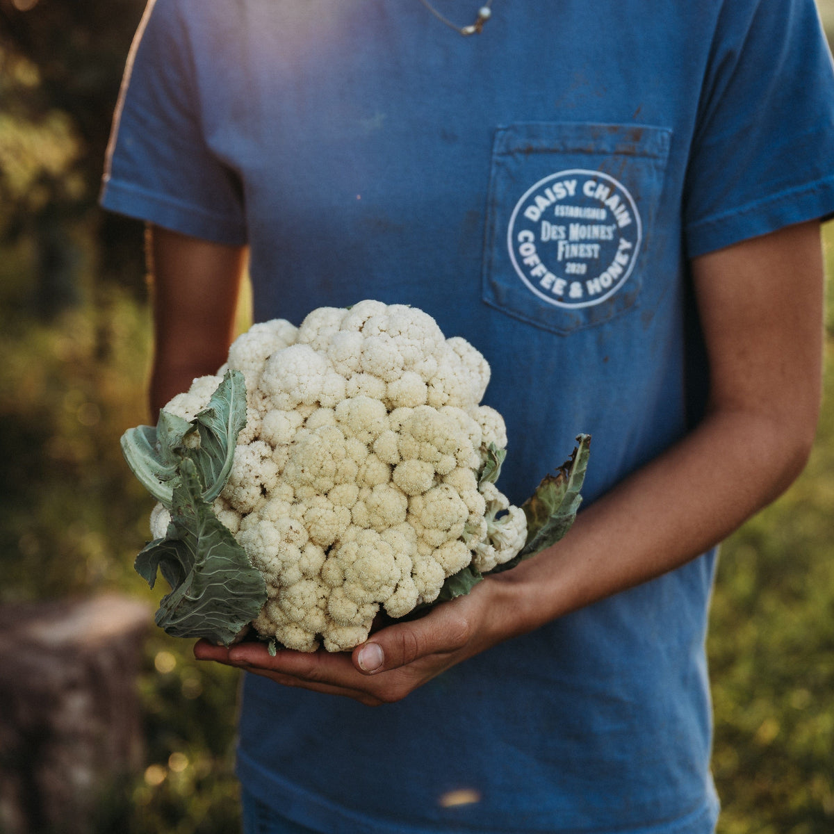 All Year Round Cauliflower