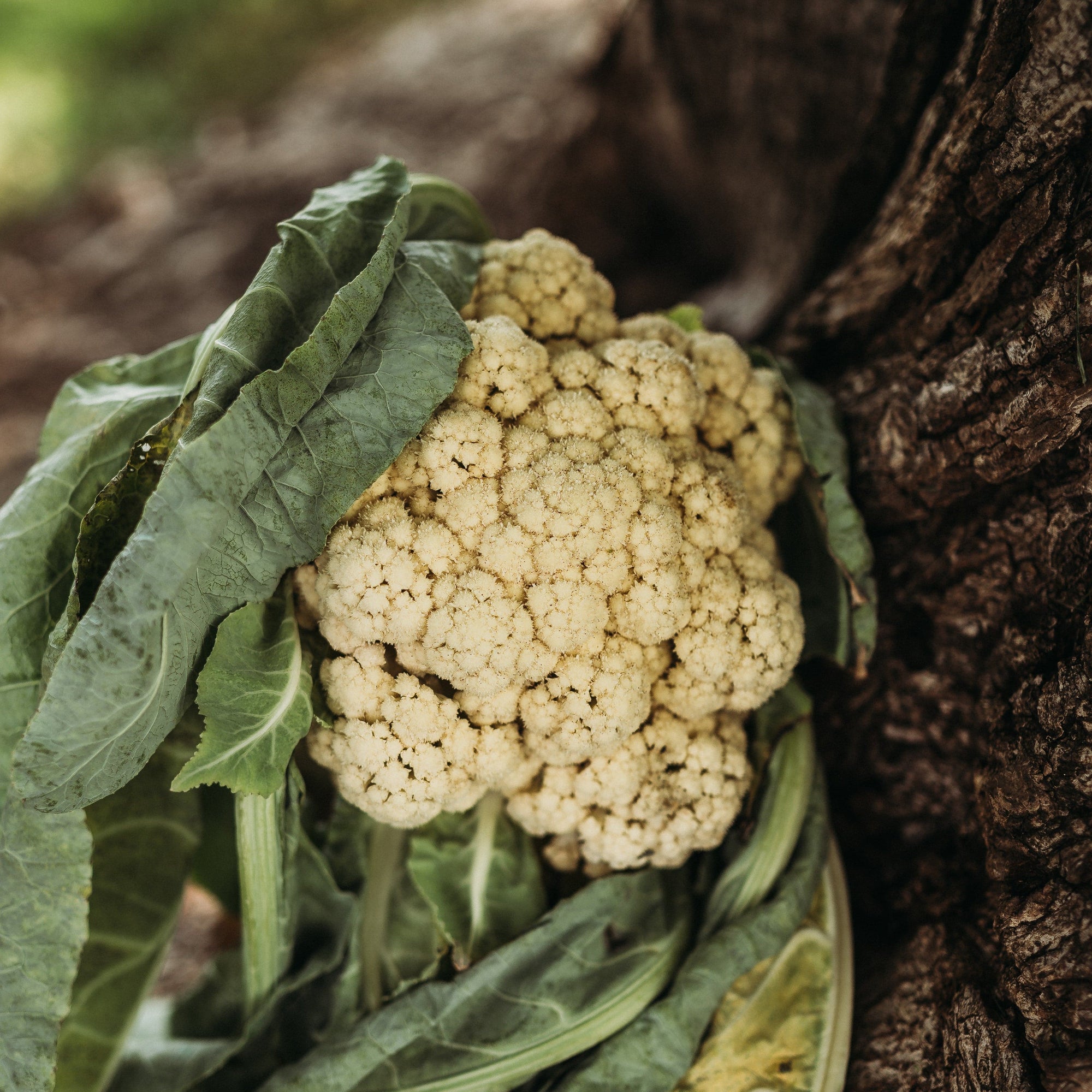 cauliflower plant seeds All Year Round Cauliflower, Packet (100 Seeds)