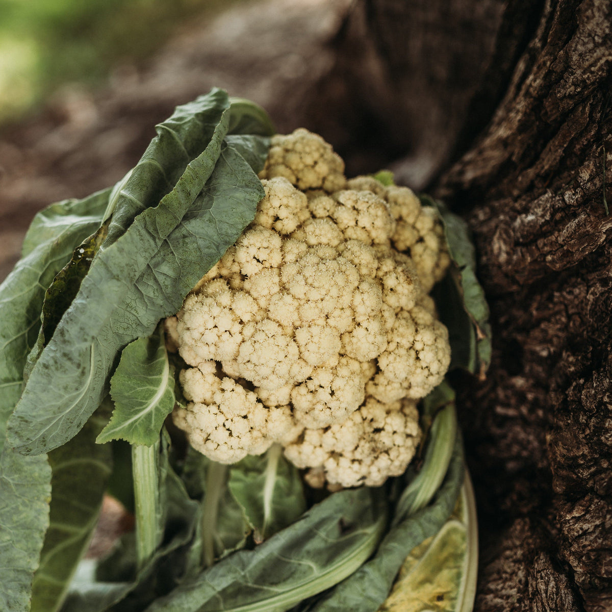 All Year Round Cauliflower