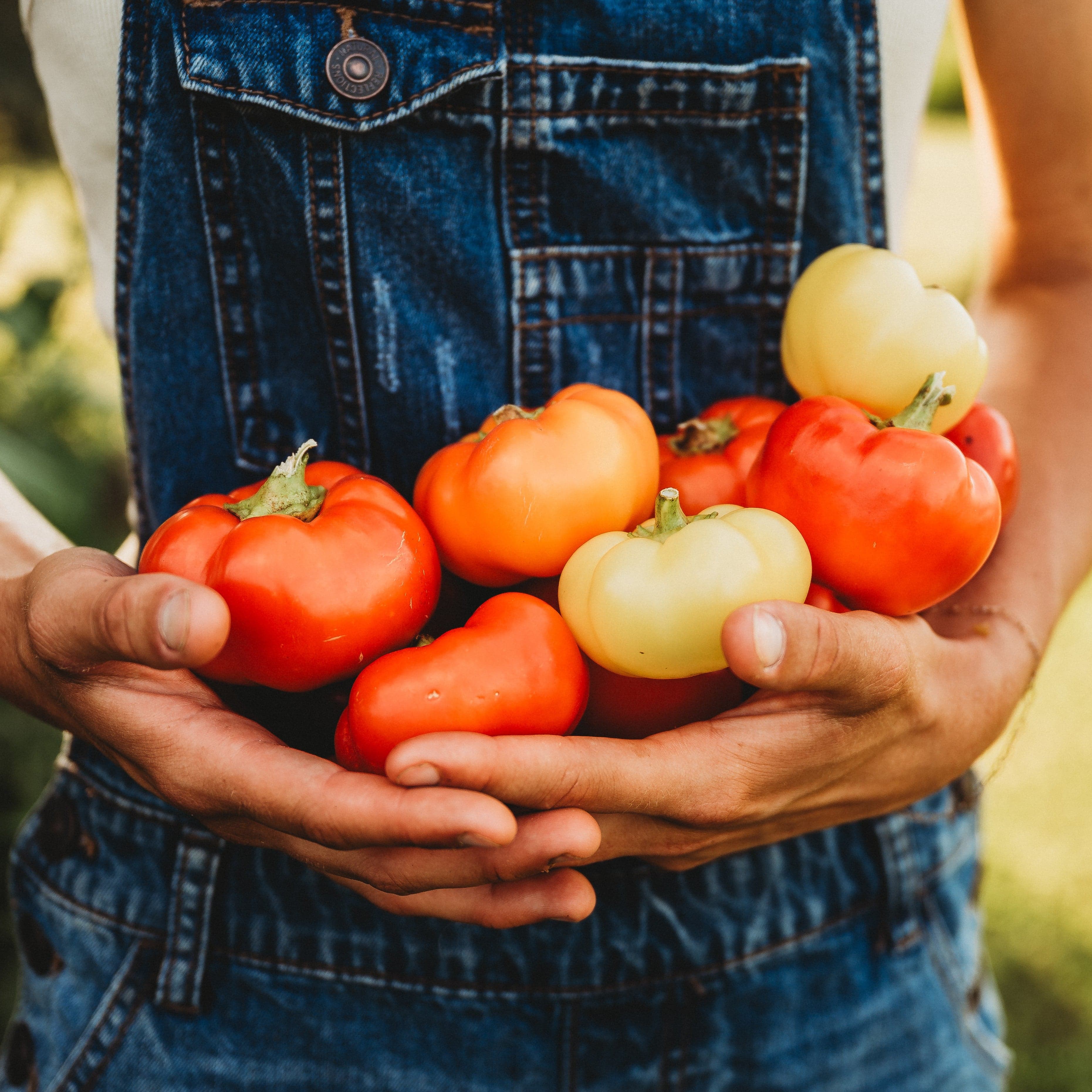Ashe County Pimento - Thresh Seed Co.