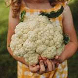 Amazing Cauliflower Seeds