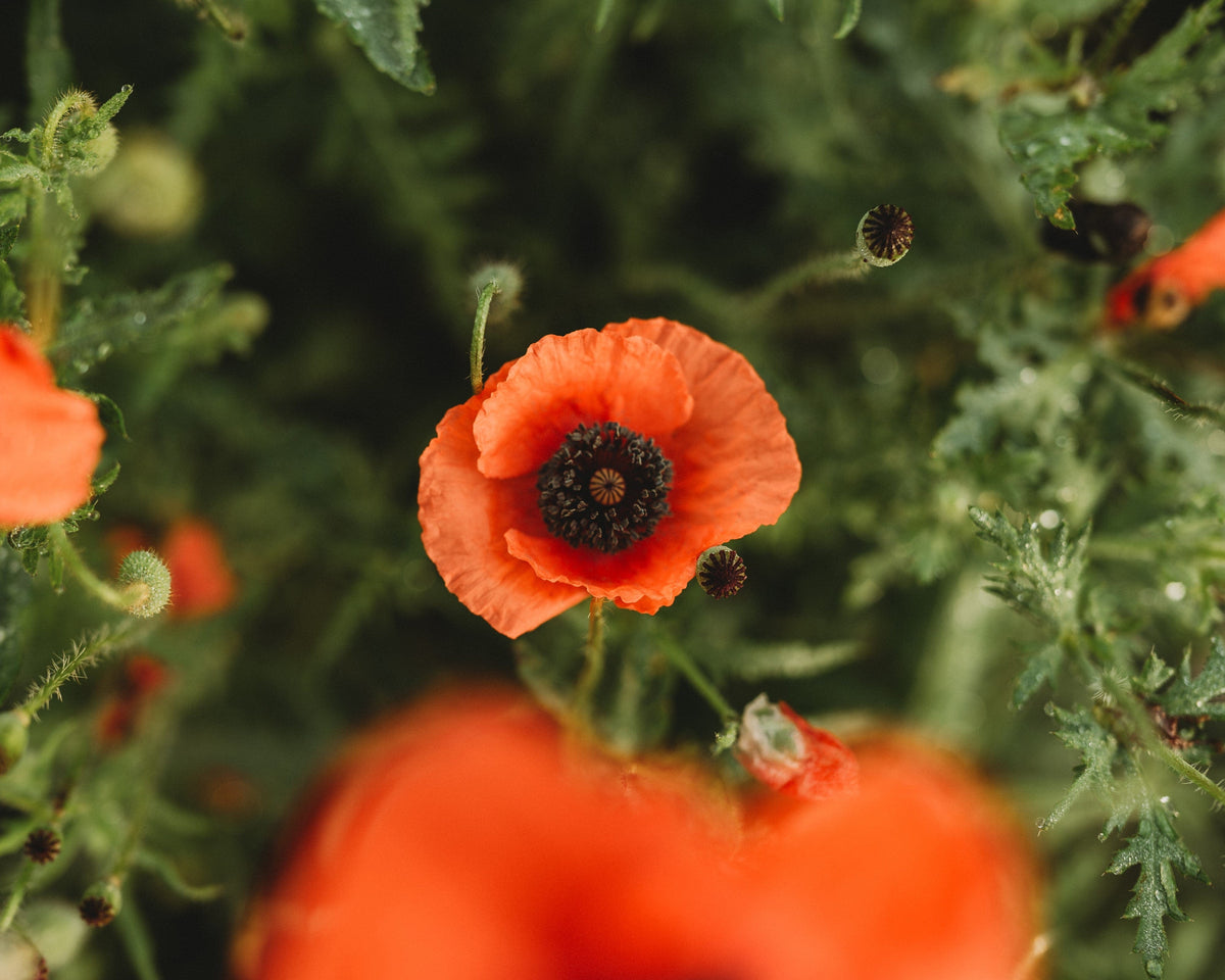 Pred Poppy American Legion Red Poppy Seeds - Thresh Seed Co.