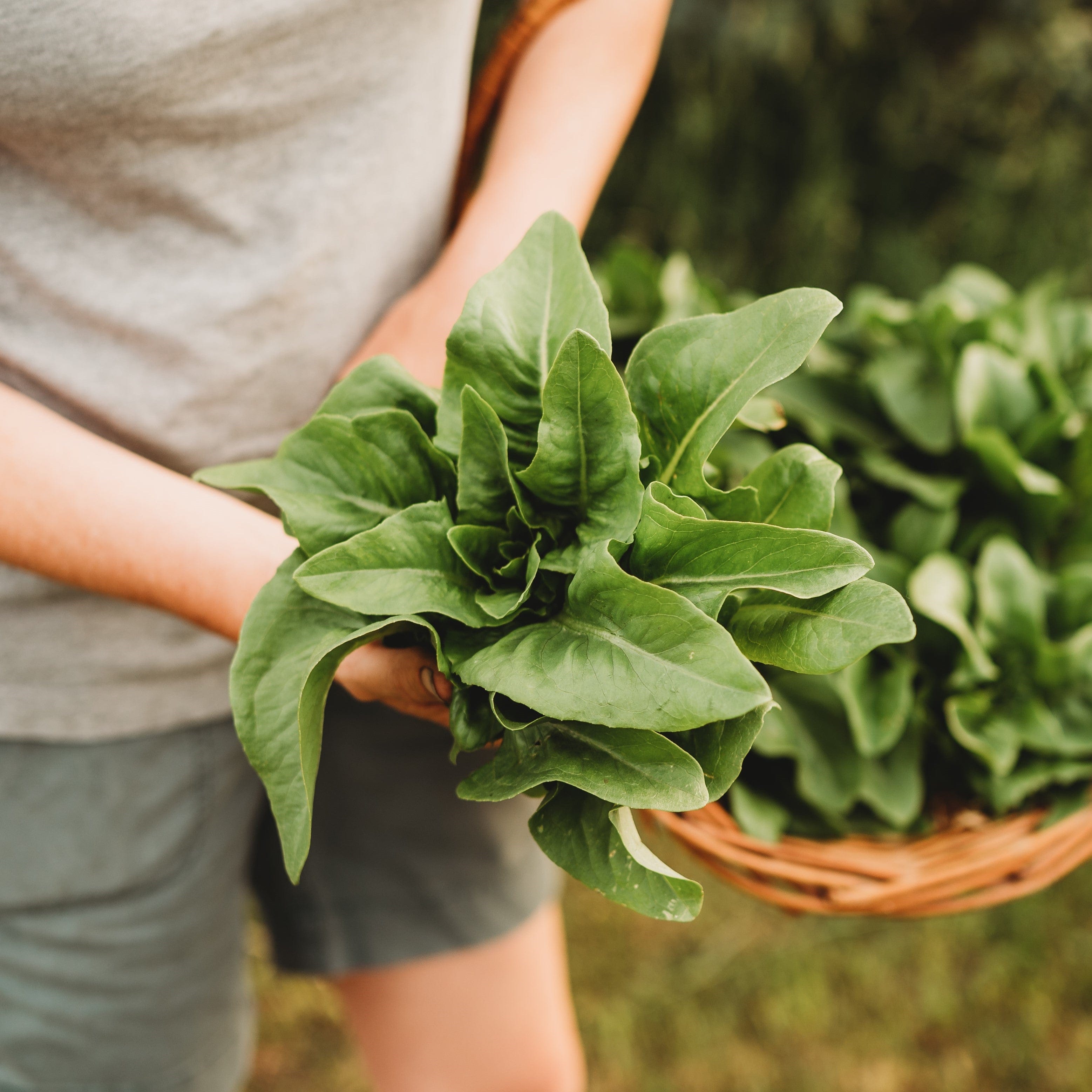 Amish Deer Tongue Heirloom Lettuce Seeds