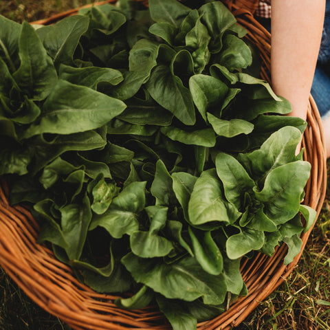 Amish Deer Tongue Heirloom Lettuce Seeds