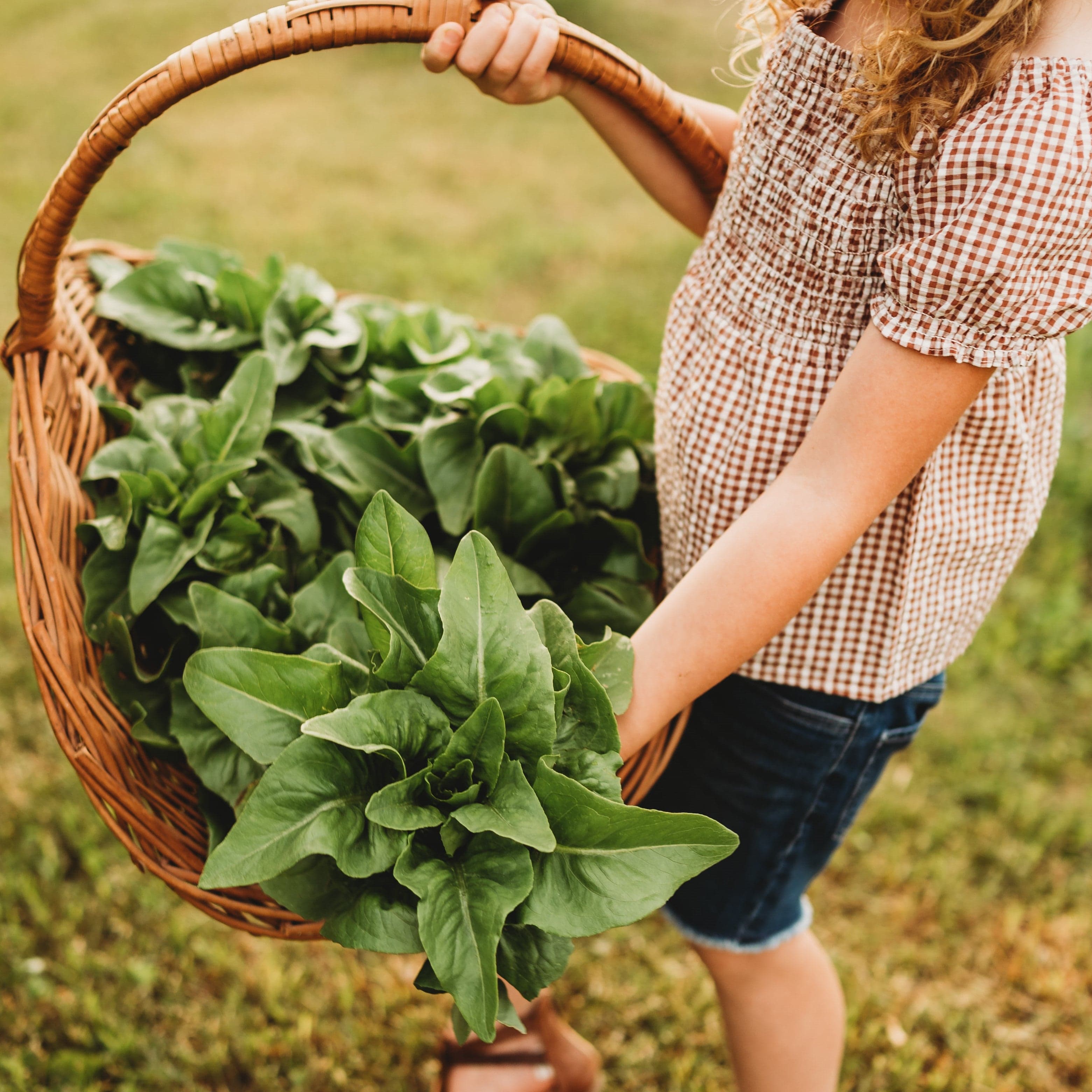 Amish Deer Tongue Heirloom Lettuce Seeds