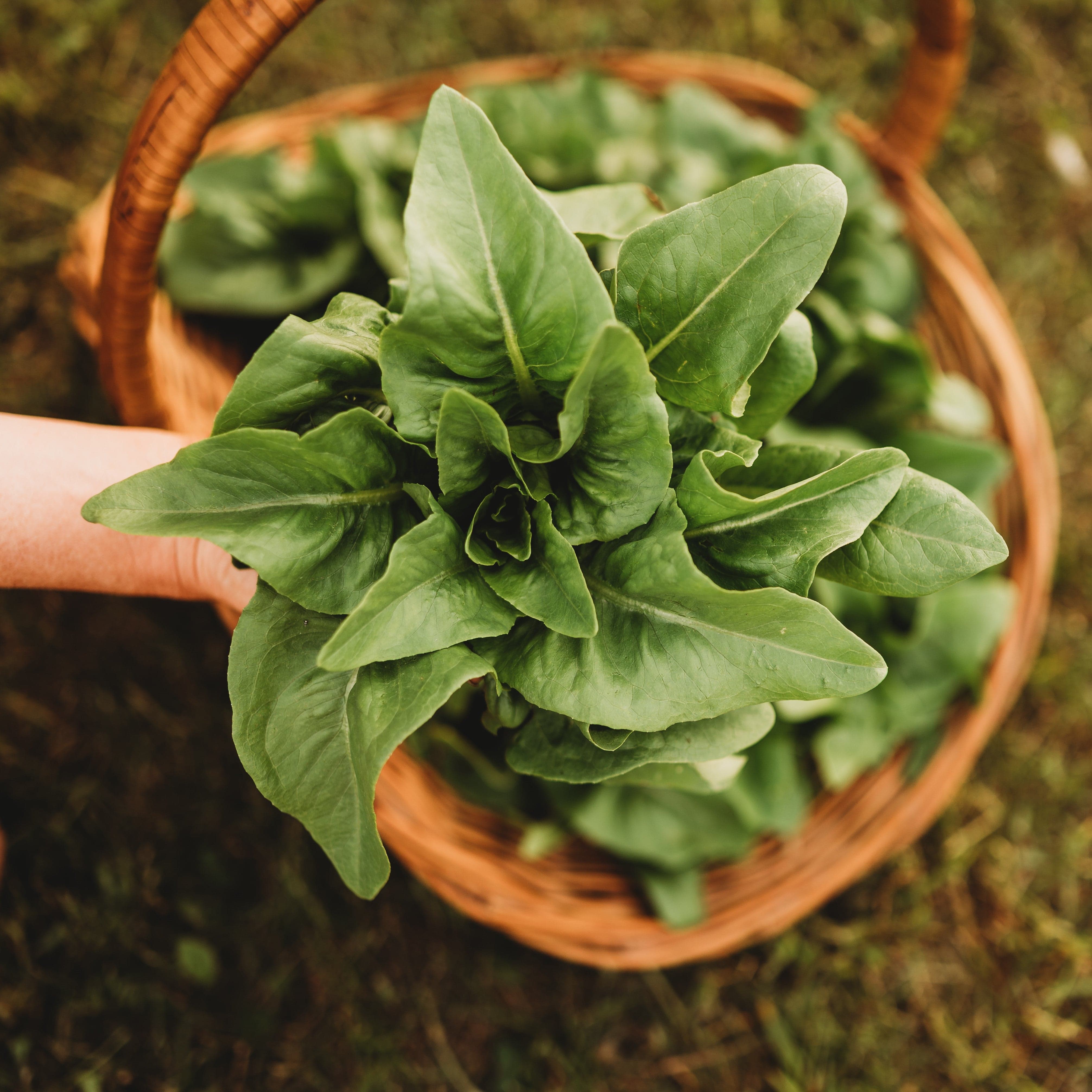 Amish Deer Tongue Heirloom Lettuce Seeds