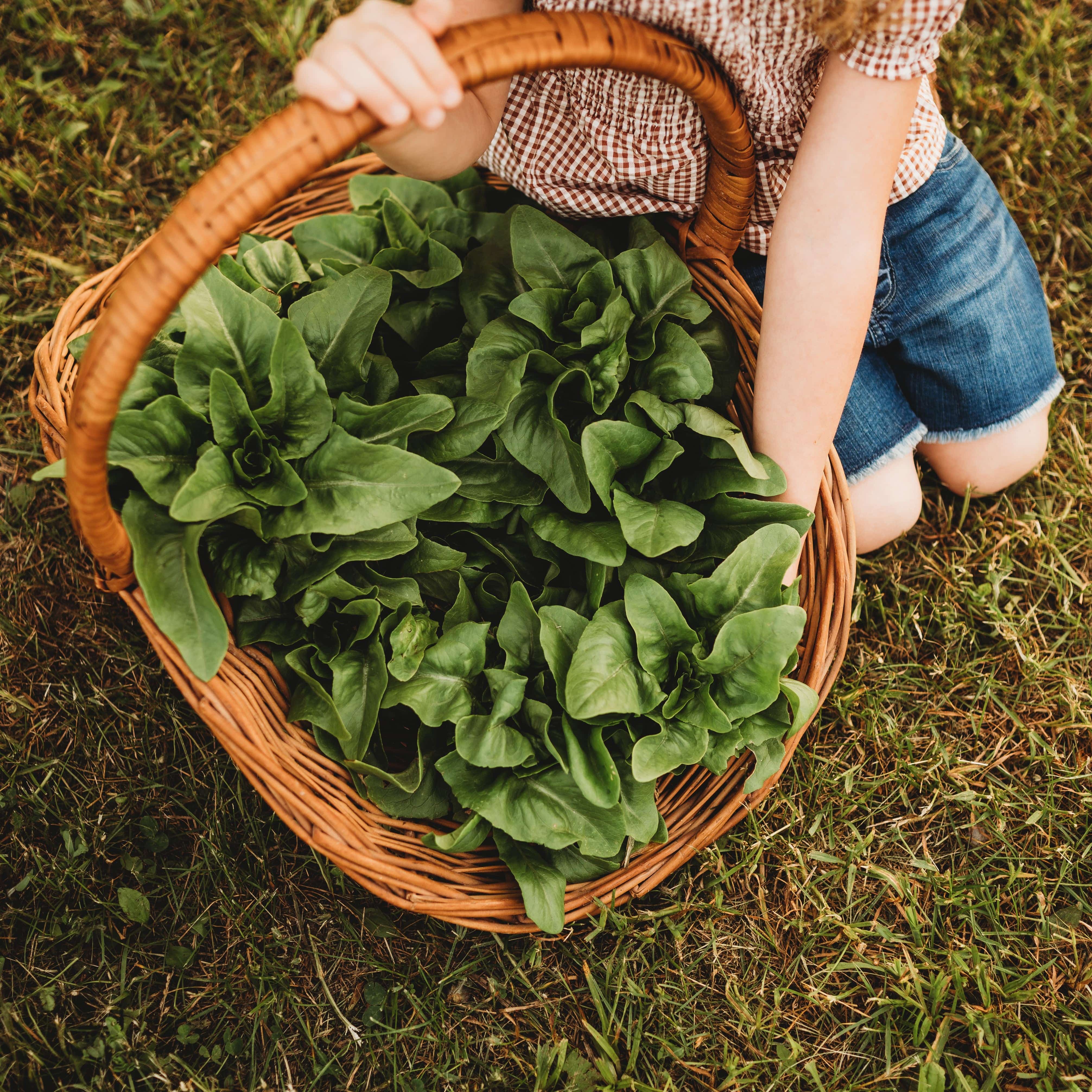 Amish Deer Tongue Heirloom Lettuce Seeds