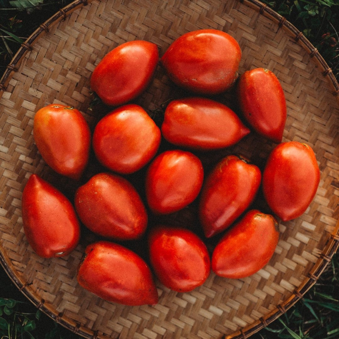 Amish Paste Tomato