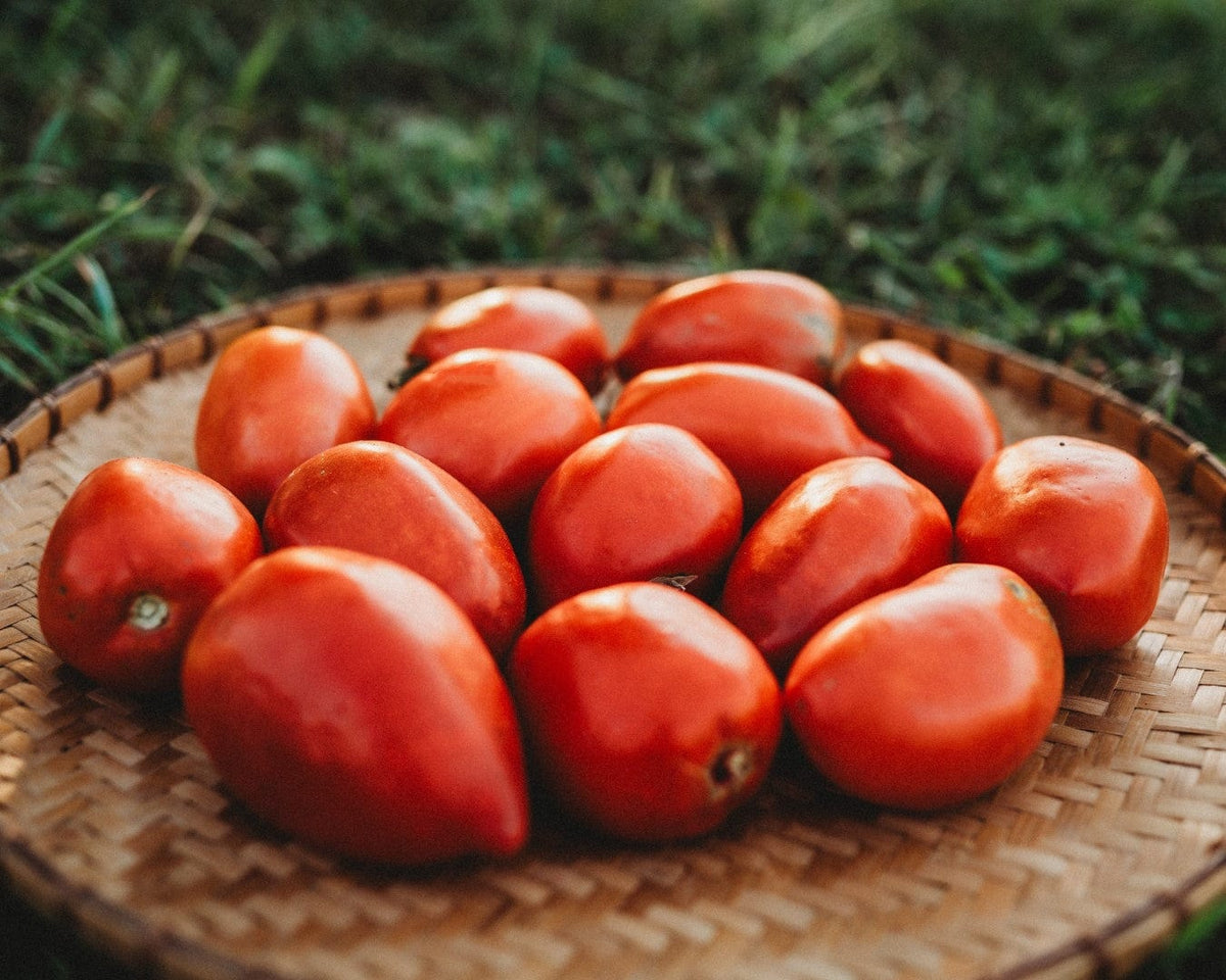 Amish Paste Tomato