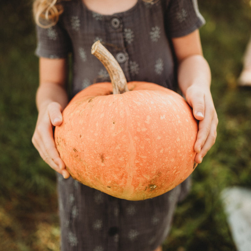 Amish Pie Squash Pumpkin