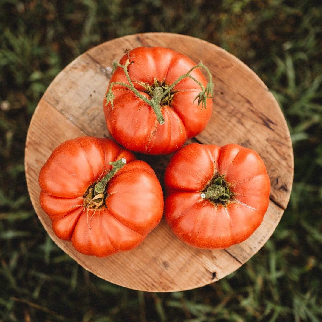Andrew Rahart's Jumbo Red Tomato - Thresh Seed Co.