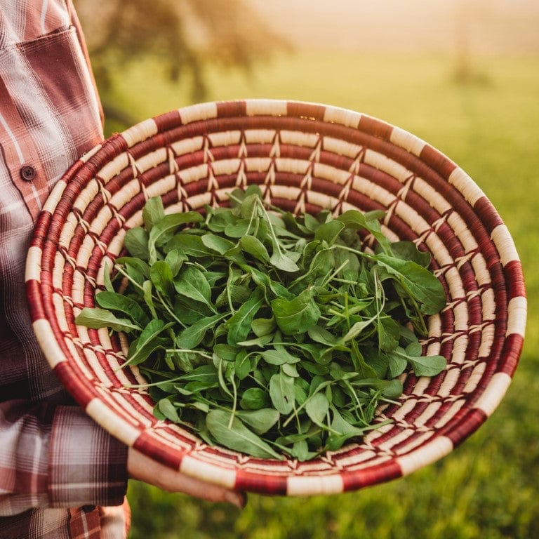 Rocket Arugula