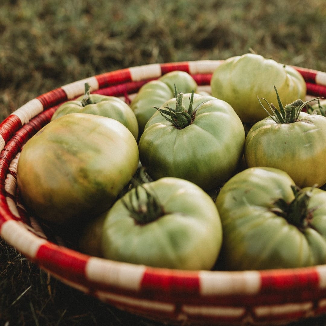Aunt Ruby's German Green Tomato - Thresh Seed Co.
