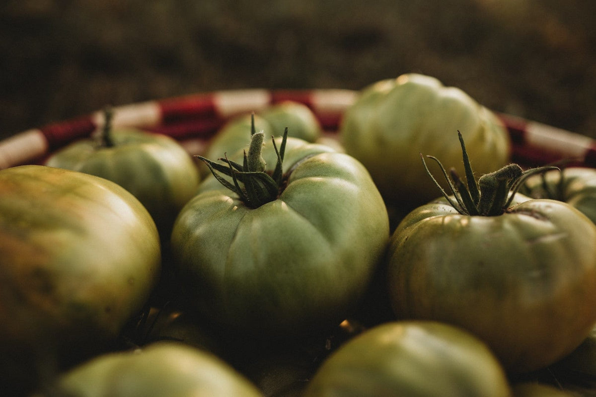 Aunt Ruby&#39;s German Green Tomato