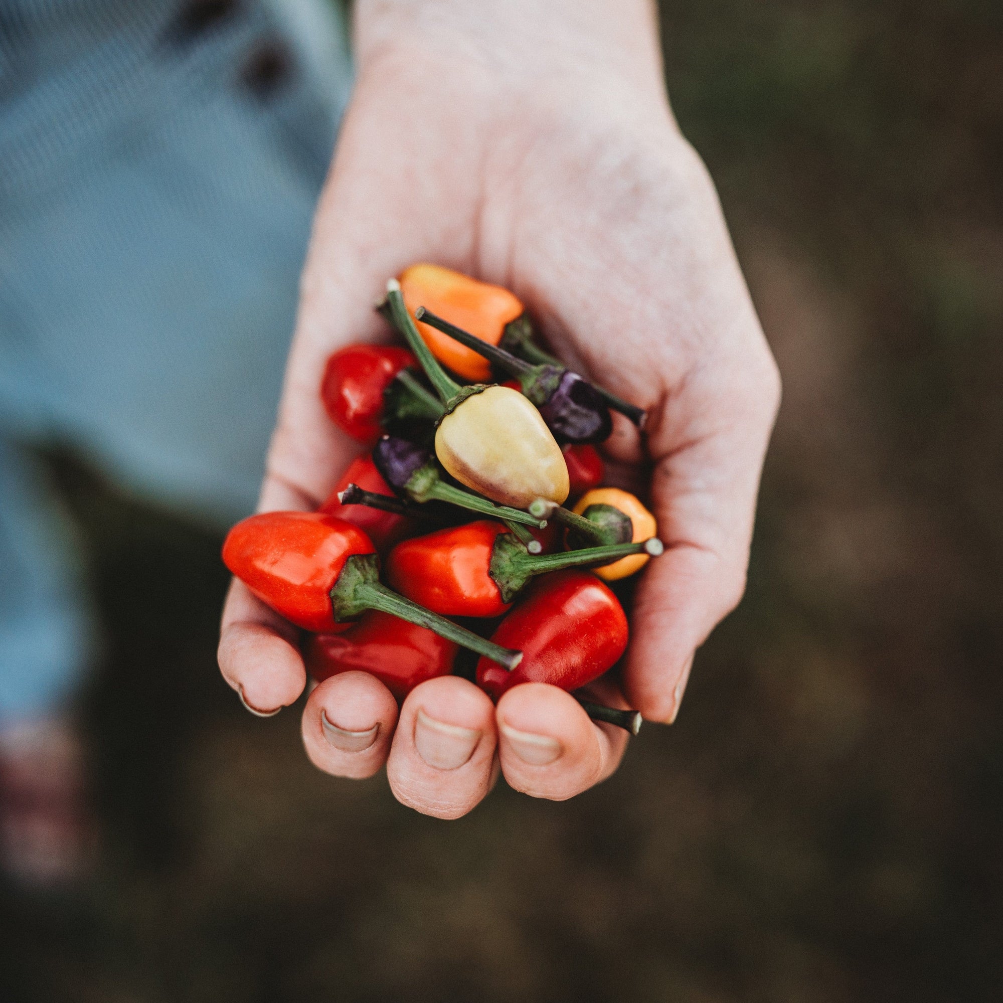 plant hot pepper seeds Aurora Pepper Seeds