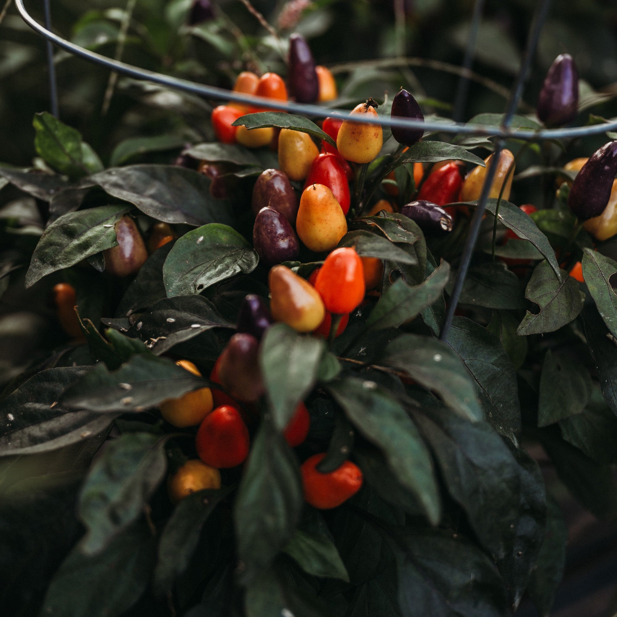 plant pepper seeds from pepper Aurora Pepper Seeds