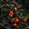 Aurora Pepper