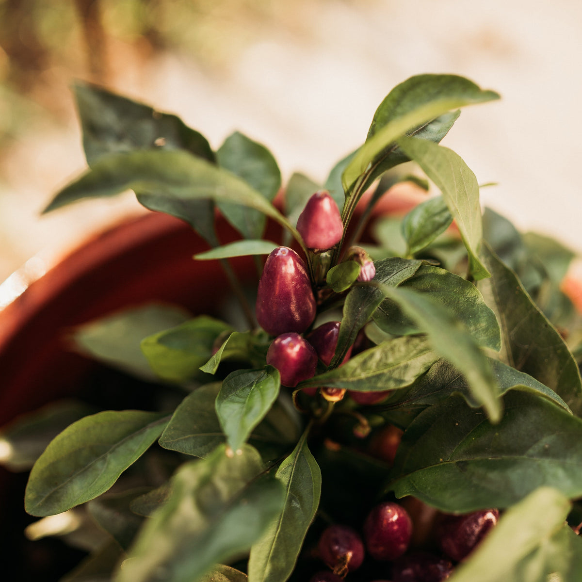 Aurora Pepper