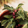 Aurora Pepper