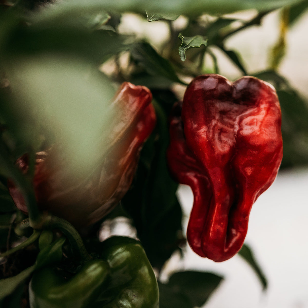 Ausilio Thin Skin Italian Pepper