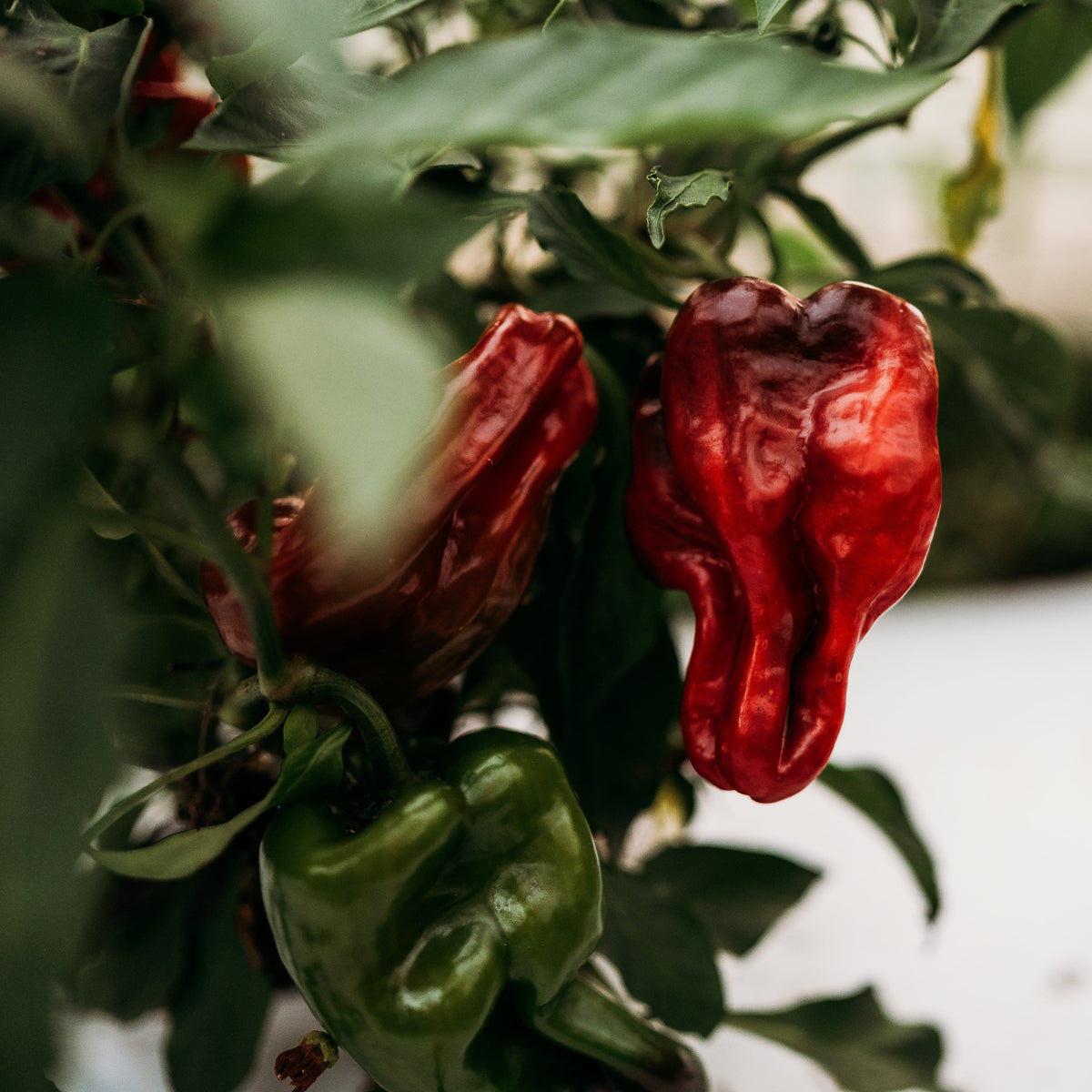 Ausilio Thin Skin Italian Pepper