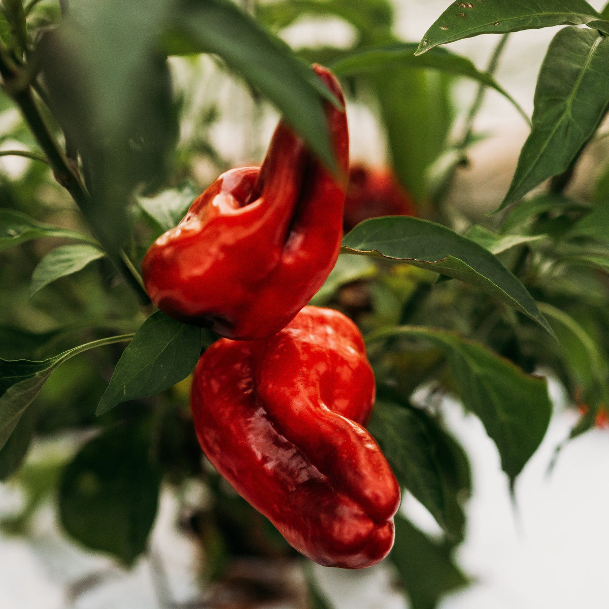 Ausilio Thin Skin Italian Pepper