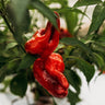 Ausilio Thin Skin Italian Pepper