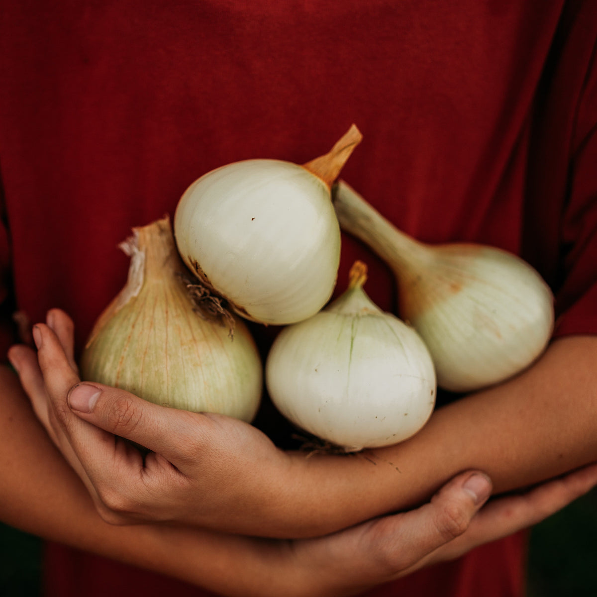 Australian Brown Onion