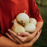 Australian Brown Onion