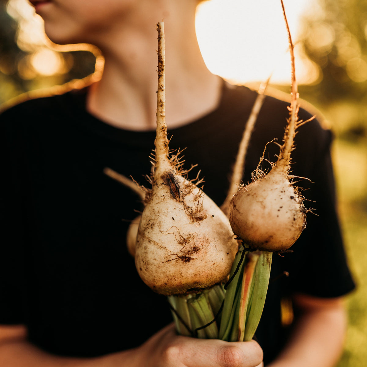 Avalanche White Beet
