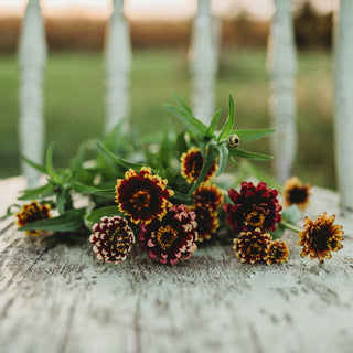 Aztec Sunset Zinnia