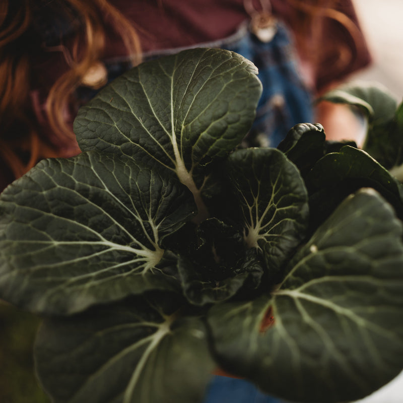 Baby Bok Choy