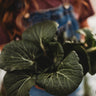 Baby Bok Choy