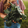 Baby Bok Choy
