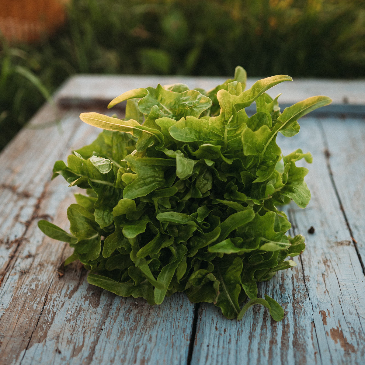 Baby Oak Leaf Lettuce