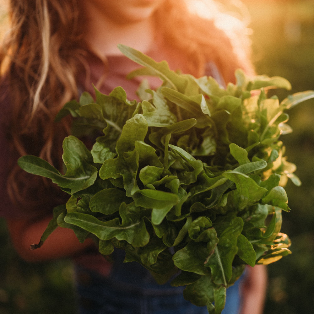 Baby Oak Leaf Lettuce