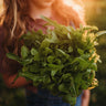Baby Oak Leaf Lettuce
