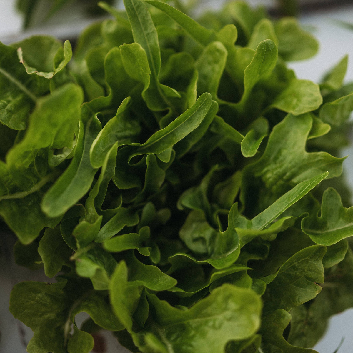 Baby Oak Leaf Lettuce