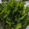 Baby Oak Leaf Lettuce