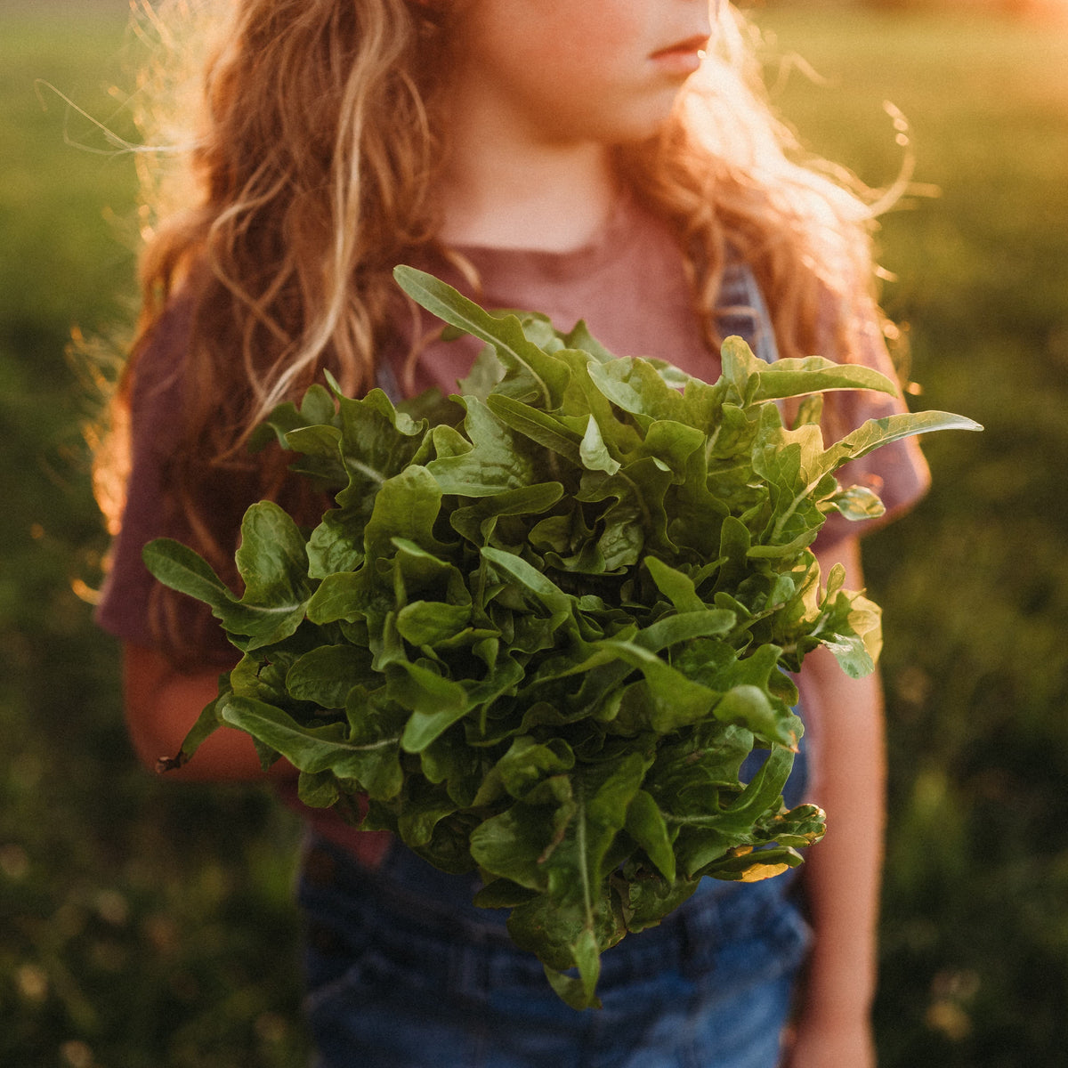 Baby Oak Leaf Lettuce