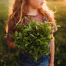 Baby Oak Leaf Lettuce