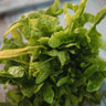 Baby Oak Leaf Lettuce