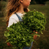 Baby Oak Leaf Lettuce