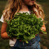 Baby Oak Leaf Lettuce