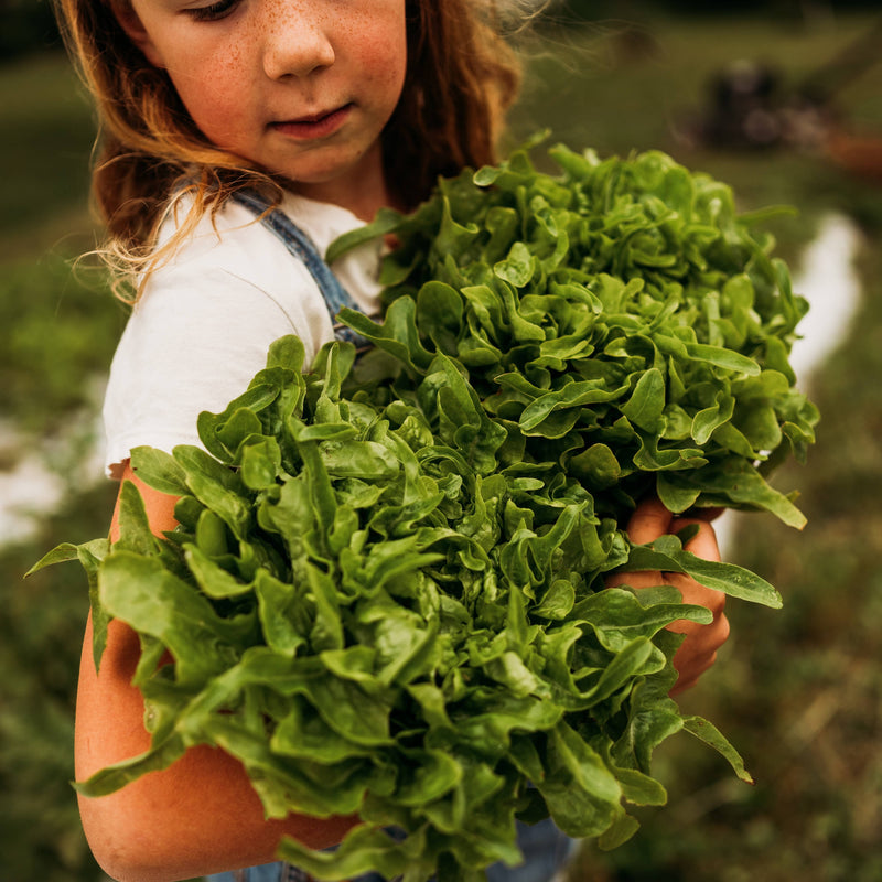 Baby Oak Leaf Lettuce