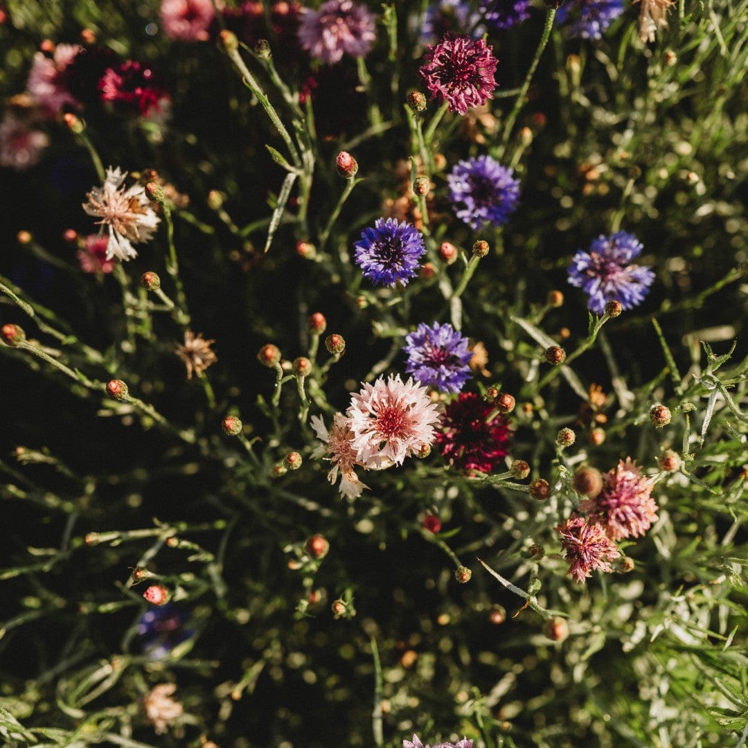 Bachelor's Button Cornflower Mix Seeds
